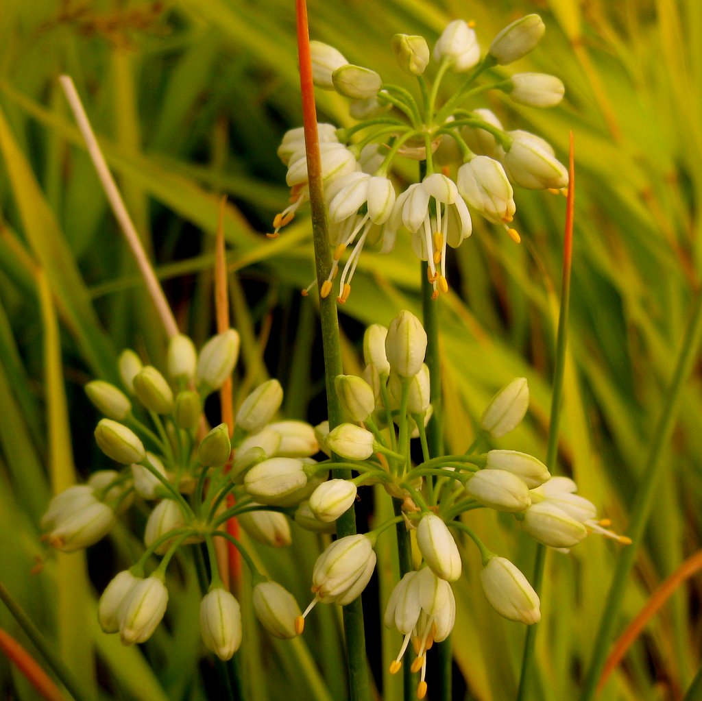 Allium thunbergii alba